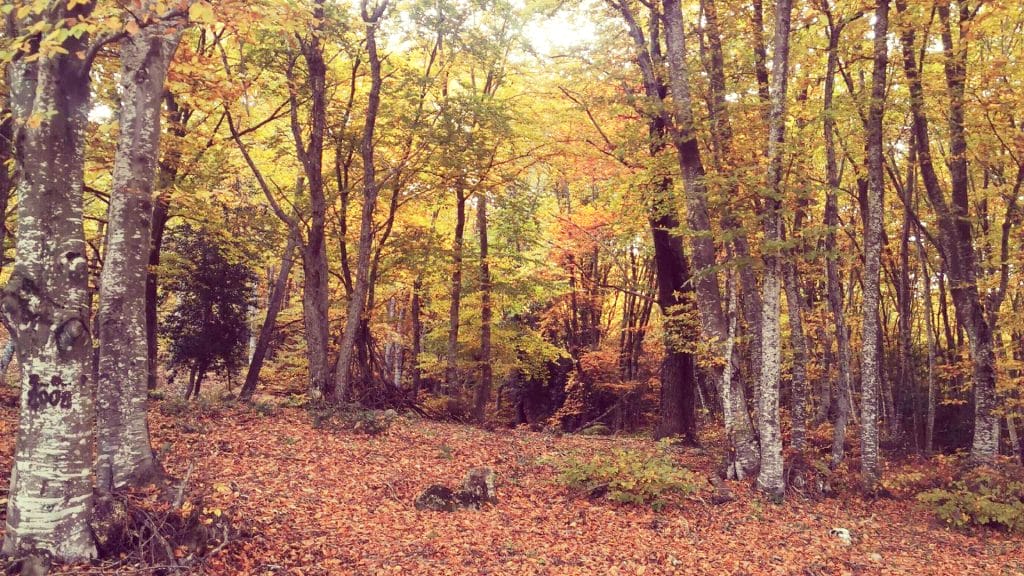 MOUNT PAIKO FOREST